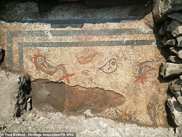 ‘An aquarium frozen in stone’: Stunning 2,000-year-old mosaic depicting dolphins and fish is uncovered at Wroxeter Roman City in Shropshire