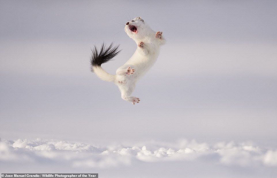 From a ‘dancing’ stoat to lions mating in a storm: Fourteen breathtaking images from the 2024 Natural History Museum Wildlife Photographer of the Year competition