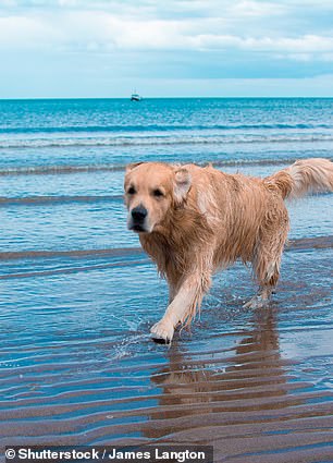 I’m a vet – if you’re taking your dog to the beach this summer, you must be aware of these hidden dangers