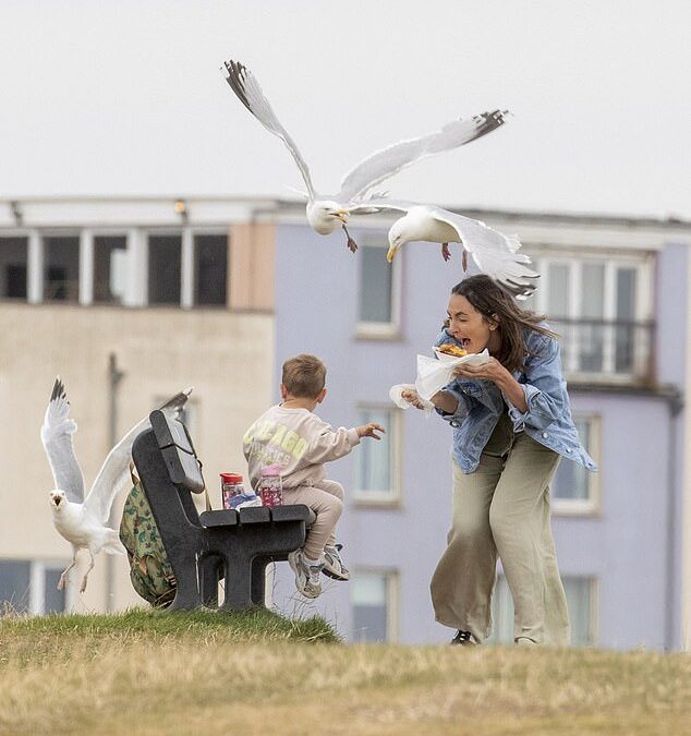 Sandwich shop rolls out £1 ‘seagull insurance’ for customers after greedy divebombing birds snatch ’30 toasties a day’ from hungry seaside tourists