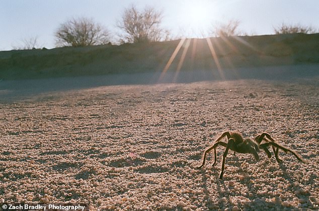 Thousands of tarantulas on the move in three US states amid massive search for a mate