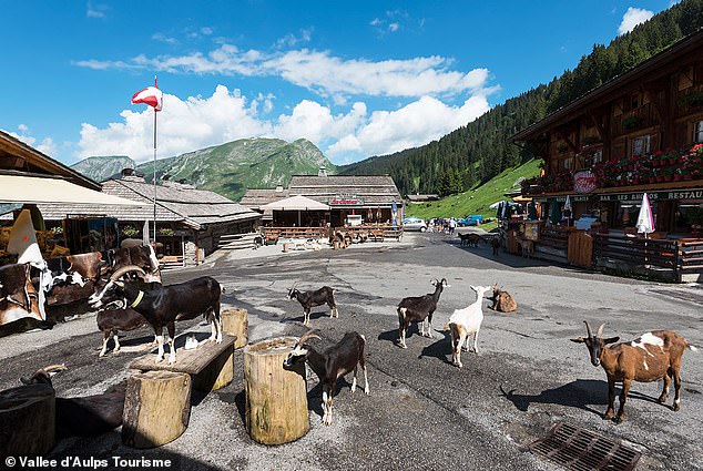 Welcome to France’s goat town: This idyllic settlement in the Alps is overrun with friendly goats that welcome passing tourists in the summer months