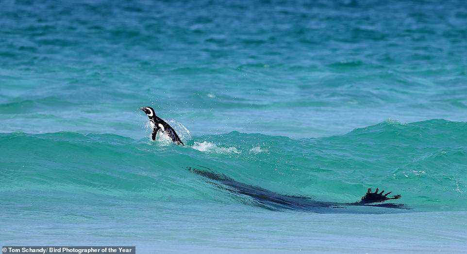 From beautiful swans to break-dancing penguins: The breathtaking winning shots from the 2024 Bird Photographer of the Year competition revealed