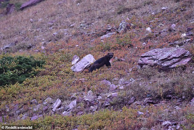 Montana hikers stunned as incredible photo shows ultra-rare beast posing for the camera: ‘That’s once-in-a-lifetime’