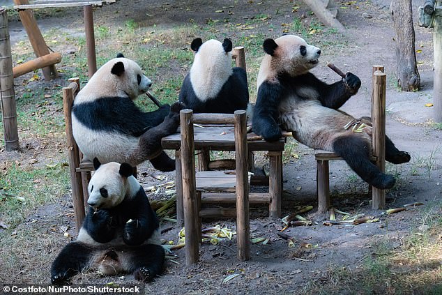 Panda-monium! Chinese pandas recreate cutest goldilocks scene ever as they eat bamboo shoots around a tiny picnic table before gleefully going headfirst down a slide