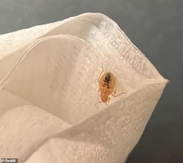 American Airlines passenger in first class horrified to find bedbug climbing up his leg during flight