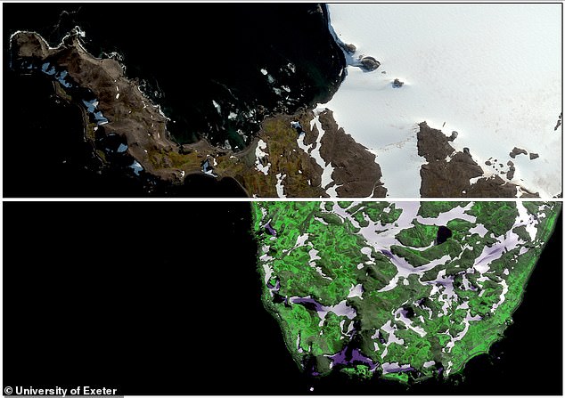 Antarctica is turning GREEN: Vegetation cover has increased more than tenfold over the last 40 years – with climate change to blame