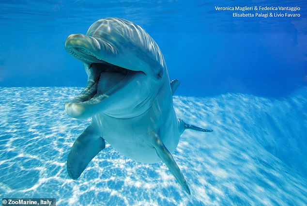 Bottlenose dolphins ‘smile’ at their friends while they play together, study reveals