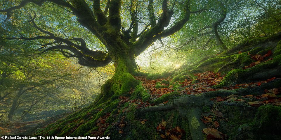 Breathtaking winning images from the 2024 panoramic photo awards revealed, from startling lightning storms in Utah to fairytale trees in Spain. Which is YOUR favourite?