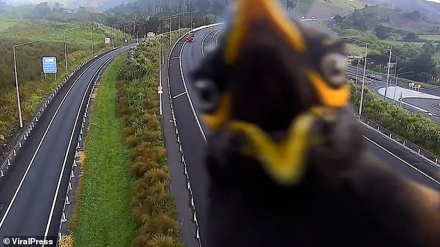 Myna traffic delays: Hilarious moment angry bird attacks motorway camera