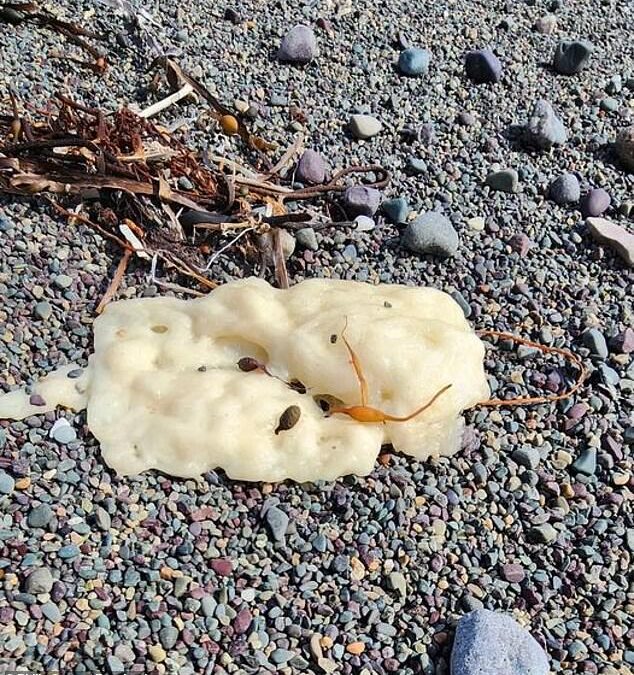 Mystery ‘doughy’ white blobs are washing up on the coastline and no one seems to know what they are