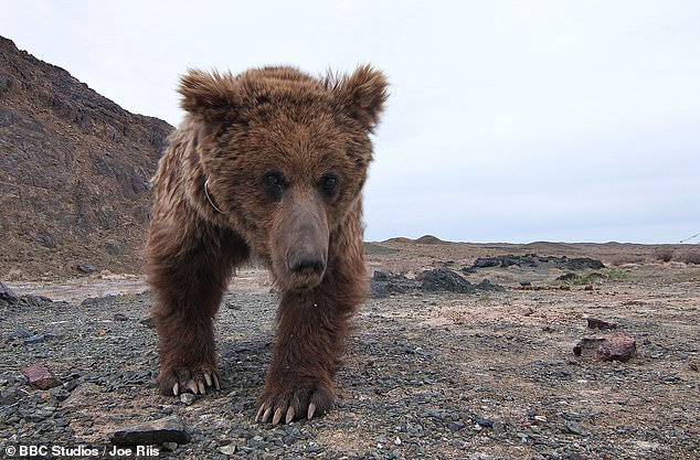 Sneak peek at Sir David Attenborough’s newest series: From  one of the world’s rarest birds to a never-before-seen critically endangered species