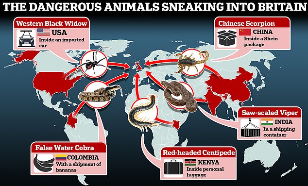 Terrifying map reveals how dangerous animals are sneaking into Britain – from a Chinese Scorpion in a Shein package to a Western Black Widow inside an imported car