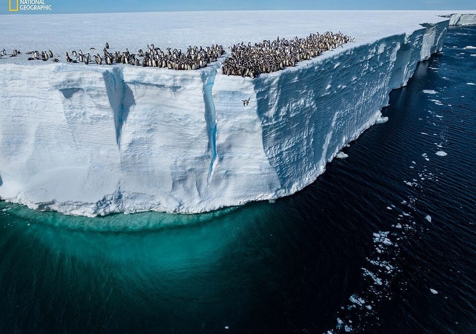 ‘Photos that capture the wonders of our world’: National Geographic reveals the best pictures its photographers took in 2024, from a rare tiger to a penguin leaping off a cliff