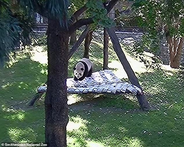 Two pandas shipped to DC zoo from China play in first snowfall