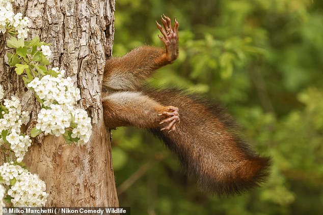 Revealed: The winners of the 2024 Comedy Wildlife Photography Awards – including a squirrel stuck in a tree, smooching owlets, and a sexy hippo