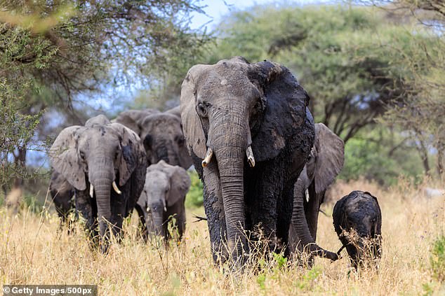 The best budget safaris: Seeing the Big Five animals is a once in a lifetime experience. Here’s how to bag a dream holiday for much less than you might think