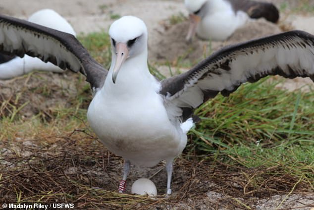 World’s oldest bird ‘Wisdom’ lays egg at the grand age of 74 – and even outlives the biologist who first banded her in 1956