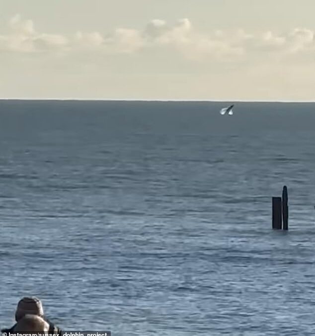 Humpback whales make a splash in UK waters – as amazed viewers report sightings along the Sussex coastline