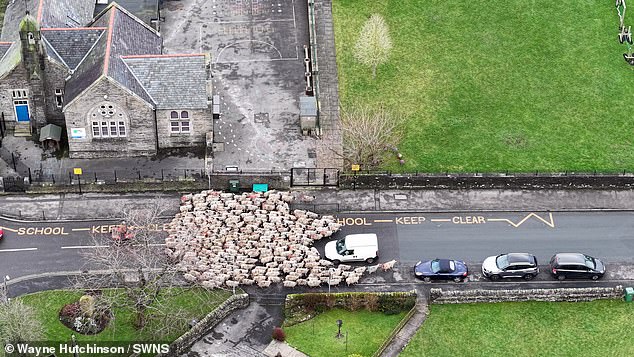 Moment 200 sheep bring town to a standstill after storming through the streets in rural tradition