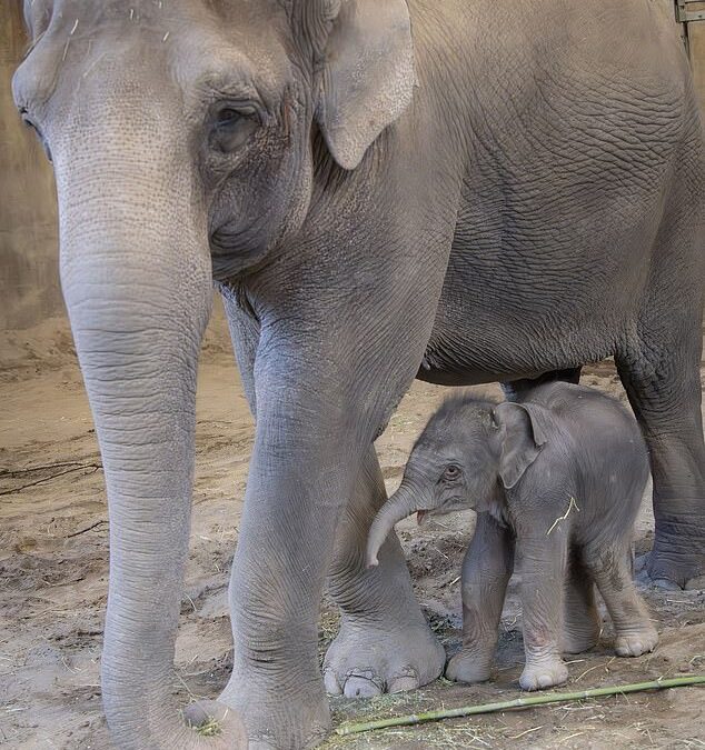 Asian elephant gives birth to adorable baby calf after 20-month pregnancy