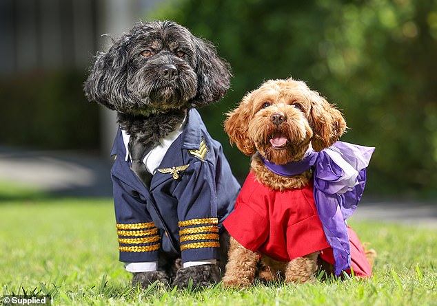 Major update on Virgin Australia’s pets on planes policy