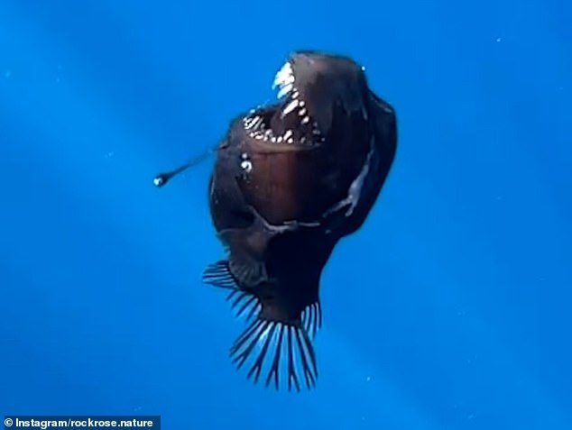 Nightmarish ‘black demon’ fish is seen in broad daylight for the first time EVER – as baffled scientists spot one off the coast of Tenerife