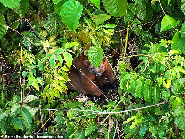 One of Australia’s rarest marsupials spotted as drone technology allows groundbreaking new study