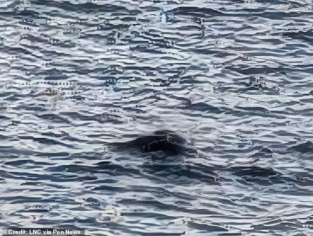 Best proof of the Loch Ness Monster yet: Man is stunned after spotting a dark mass near the surface