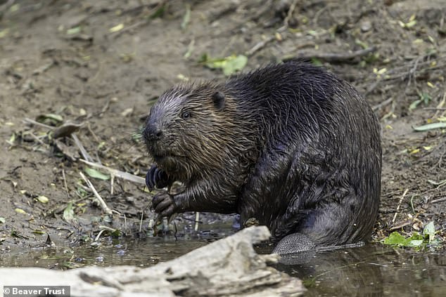 The beaver is BACK! Furry river creatures will be released into the wild in England for the first time in over 400 years to defend farmland from flooding